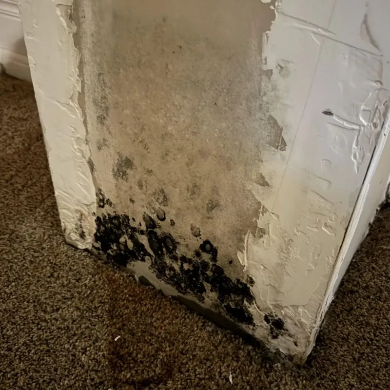 Professional Mold Removal in Piney, AR